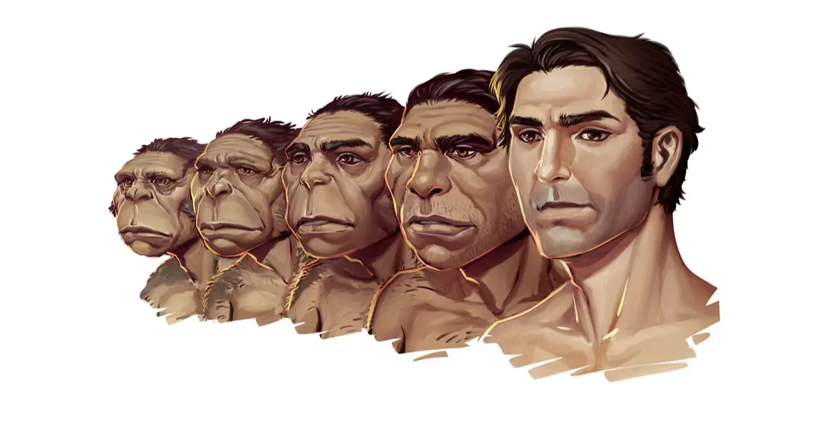 human face evolution