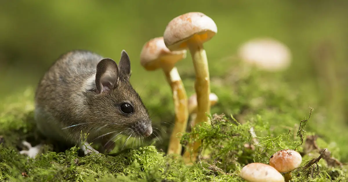mouse next to mushrooms