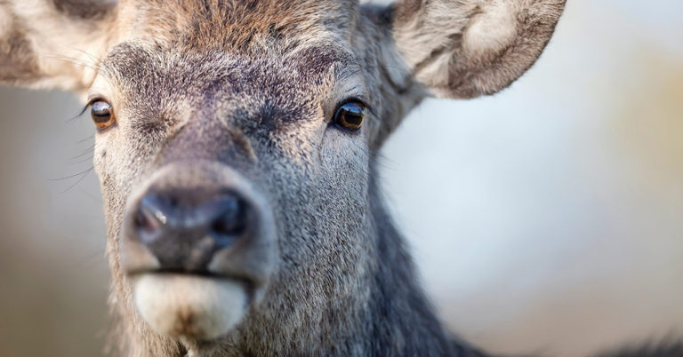 Deer That Visits Town Every Christmas Returns With An Arrow Through Its Head - Featured image