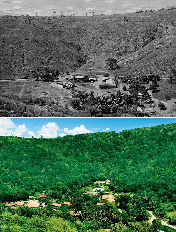 before and after reforestation