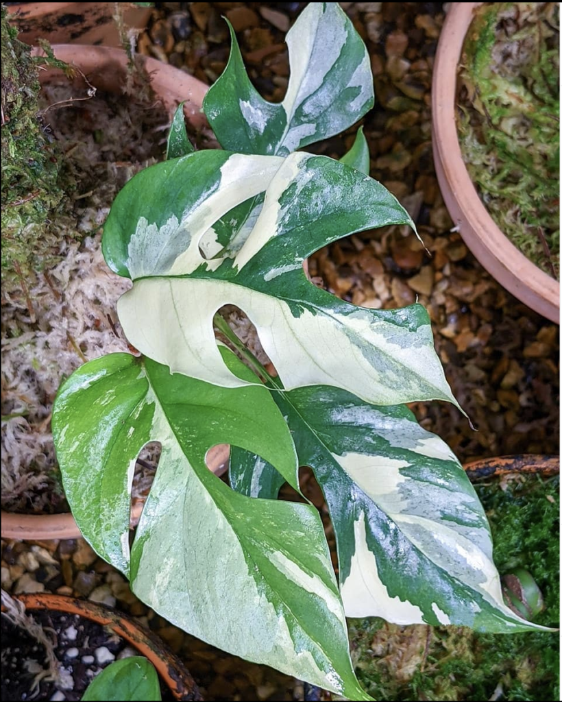 Monastera sp Bolivia