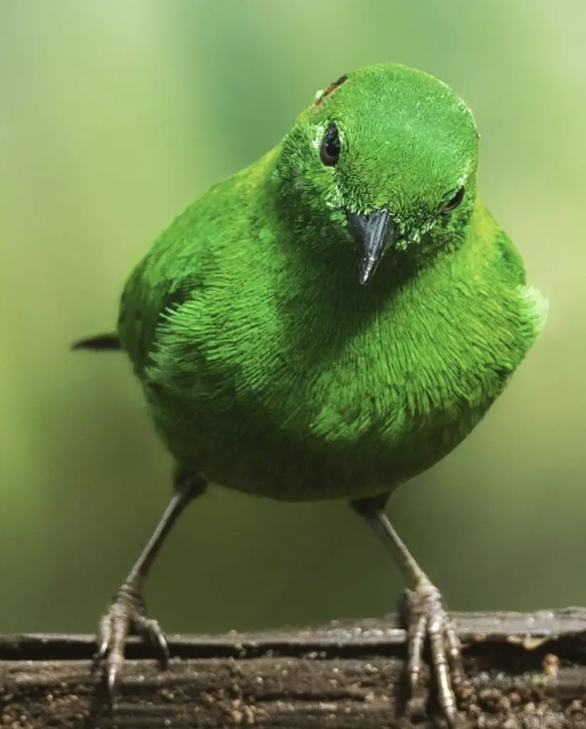 the glistening-green tanager