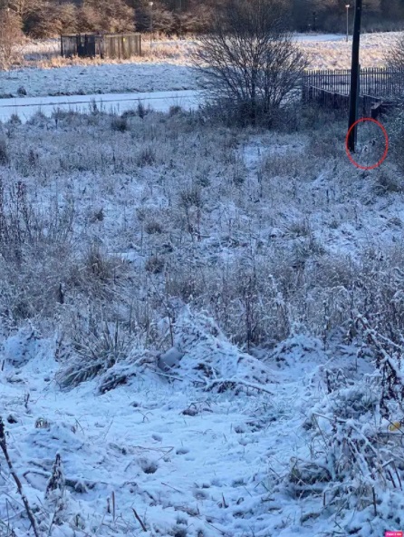 snowy landscape with dog circled