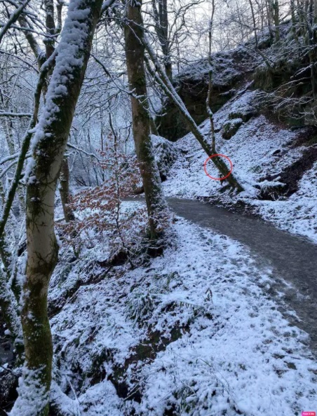 snowy landscape with dog circled