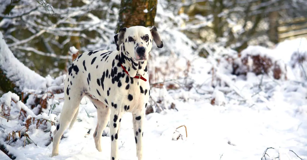 dalmatian in snow
