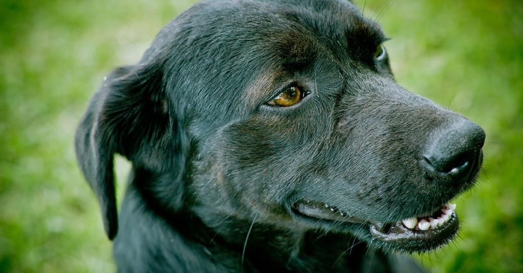 Dog suffering from ‘broken heart’ after owner’s death can’t find a home - Featured image