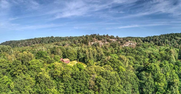 Couple Restores Hundreds Of Animal Species To Forest By Planting 2 Million Trees - Featured image