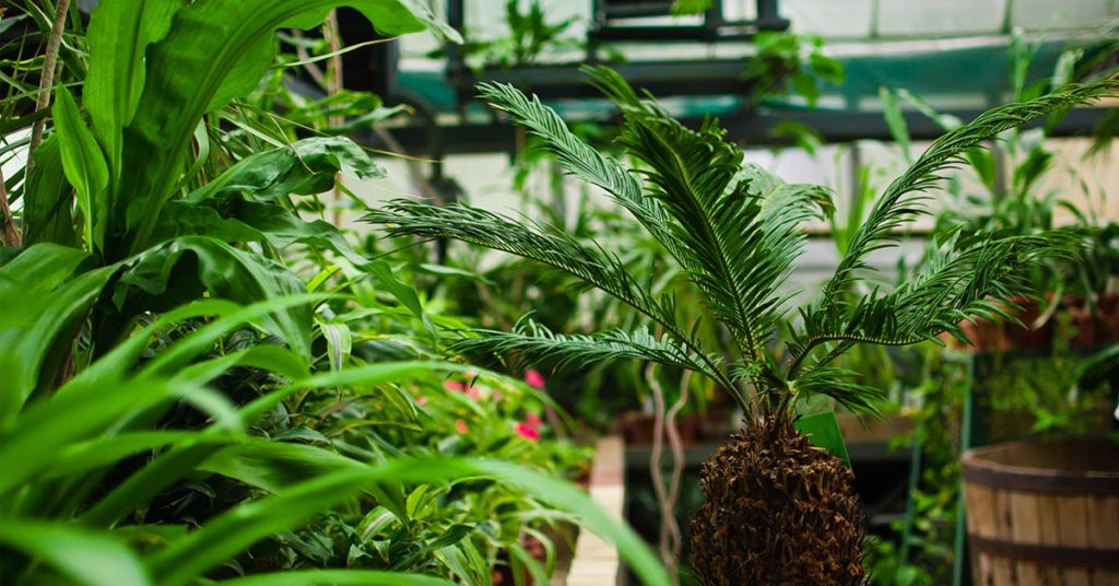 Green-Thumbed Man Grows Plants Worth $15,000 Per Leaf, Inspired by Grandmother’s Love - Featured image