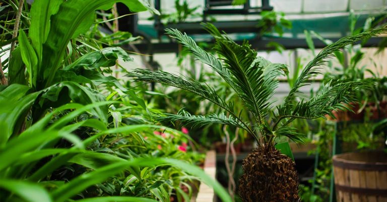 Green-Thumbed Man Grows Plants Worth $15,000 Per Leaf, Inspired by Grandmother’s Love - Featured image
