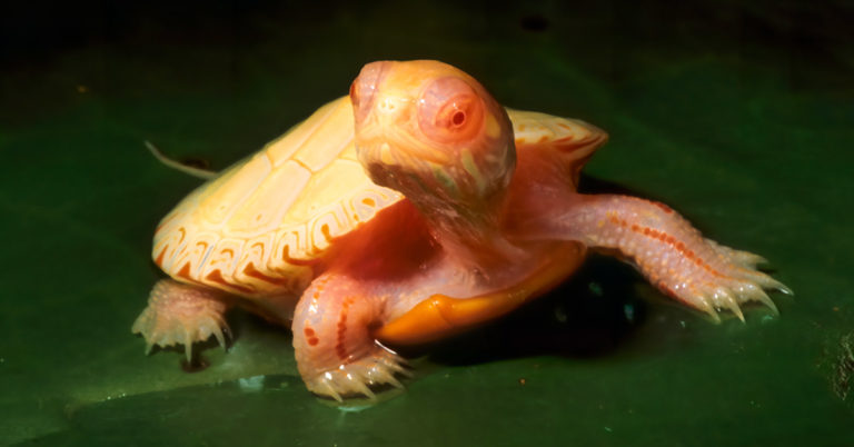 Stunningly Rare Albino Turtles Look Like Fiery Little Creatures - Featured image