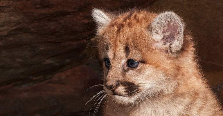 Woman Finds Abandoned Cat And Keeps Him For Months, Only To Learn He’s A Wild Puma - Featured image