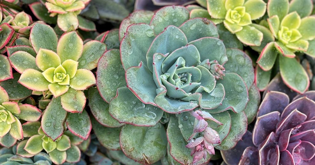 People Are Turning Glass Tables Into Giant Succulent Gardens - Featured image