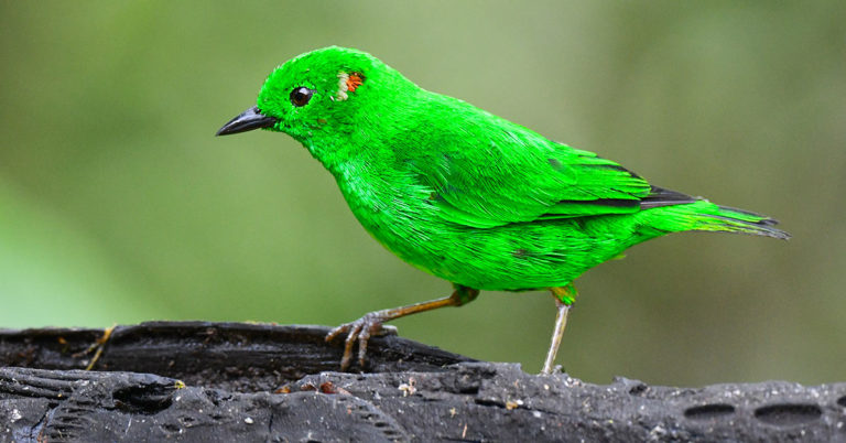 The Glistening-Green Tanager Is So Bright It Looks Like It Could Glow In The Dark - Featured image