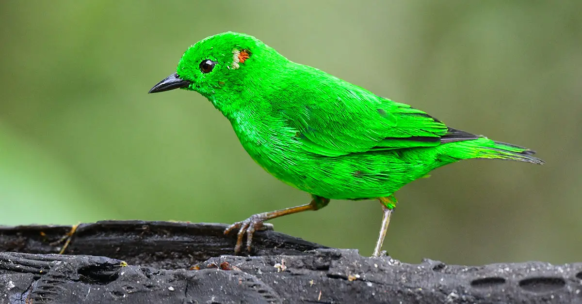 the glistening-green tanager