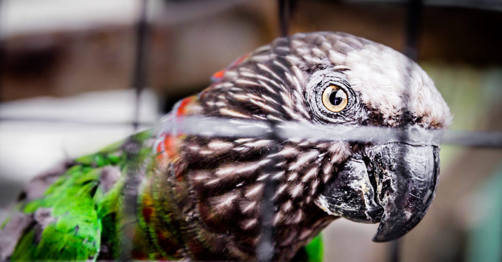 A Parrot Got Detained for Yelling ‘Police’ to Warn Its Owners About a Drug Raid - Featured image