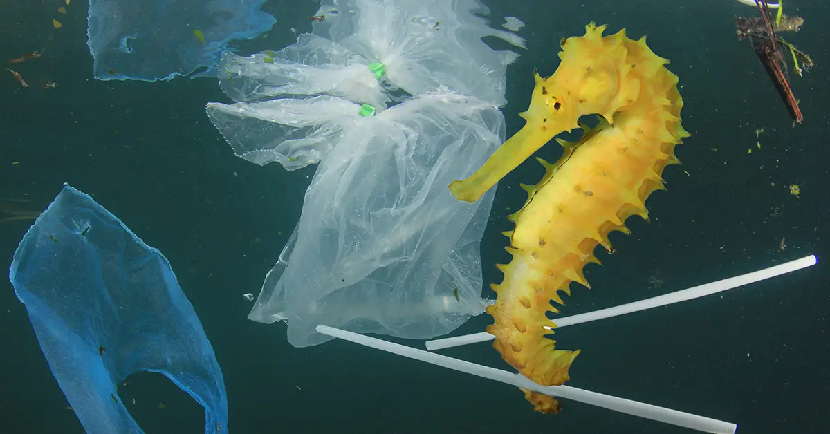 seahorse among garbage in ocean