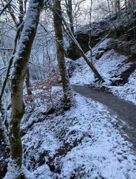 snowy forest trail