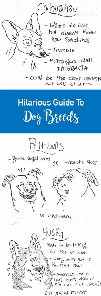 Hilarious Guide To Dog Breeds