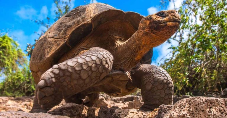 A Century Later, Baby Tortoises Have Been Discovered Thriving On the Galapagos Island of Pinzon - Featured image