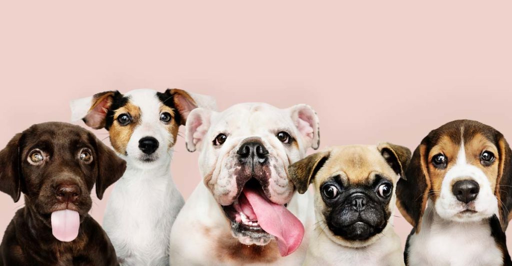 Hilarious Guide To Dog Breeds That Will Help You Choose Your Next Dog - Featured image