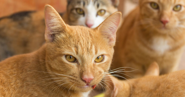 Your Eyes Will Go Crazy Trying To Find The 10 Hidden Cats In This Picture - Featured image