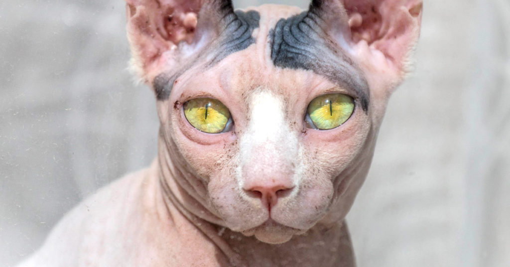 People Are Just Now Discovering Woman Who Tattooed Her Cat - Featured image