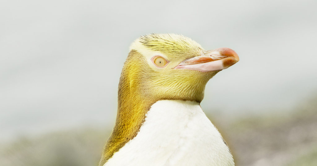 Wildlife Photographer Captures ‘Never Before Seen’ Yellow Penguin - Featured image