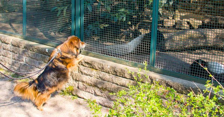 This Zoo Becomes First Zoo In America To Go ‘Dog Friendly’ - Featured image