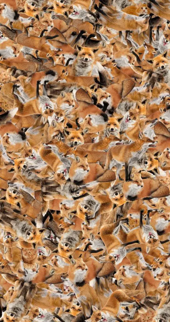 hidden cats between foxes