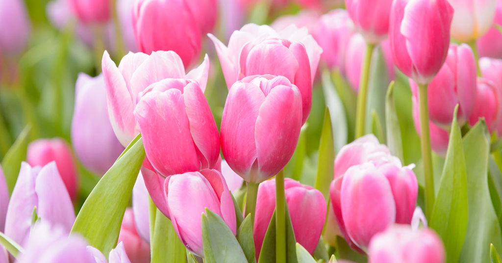 Here’s A Pig In Pink Tulips, To Brighten Up Your Day - Featured image