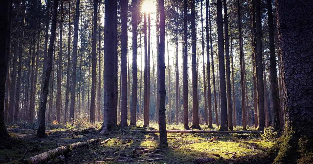 IKEA Buys 11,000 Acres of U.S. Forest to Keep It From Being Developed - Featured image