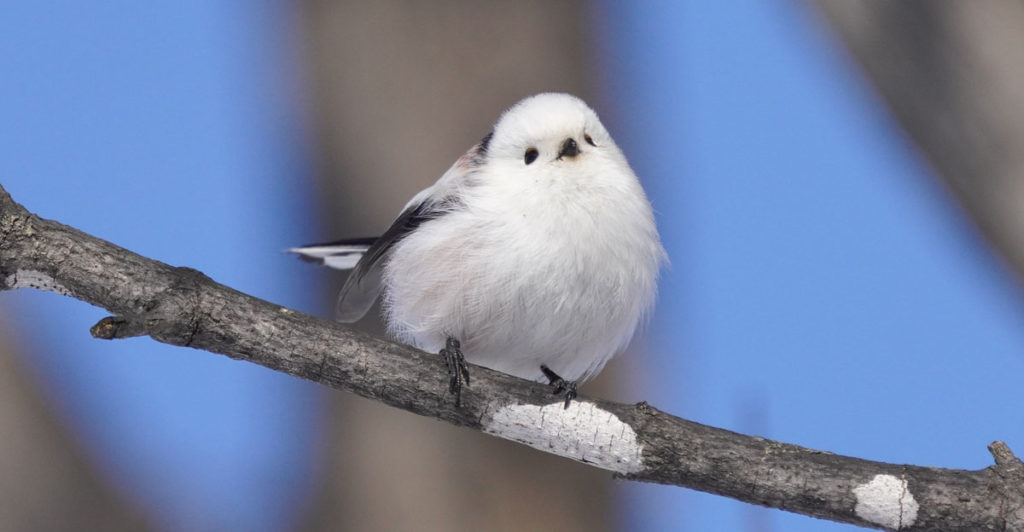 These Tiny Birds Live on a Japanese Island and Look like Flying Cotton Balls - Featured image