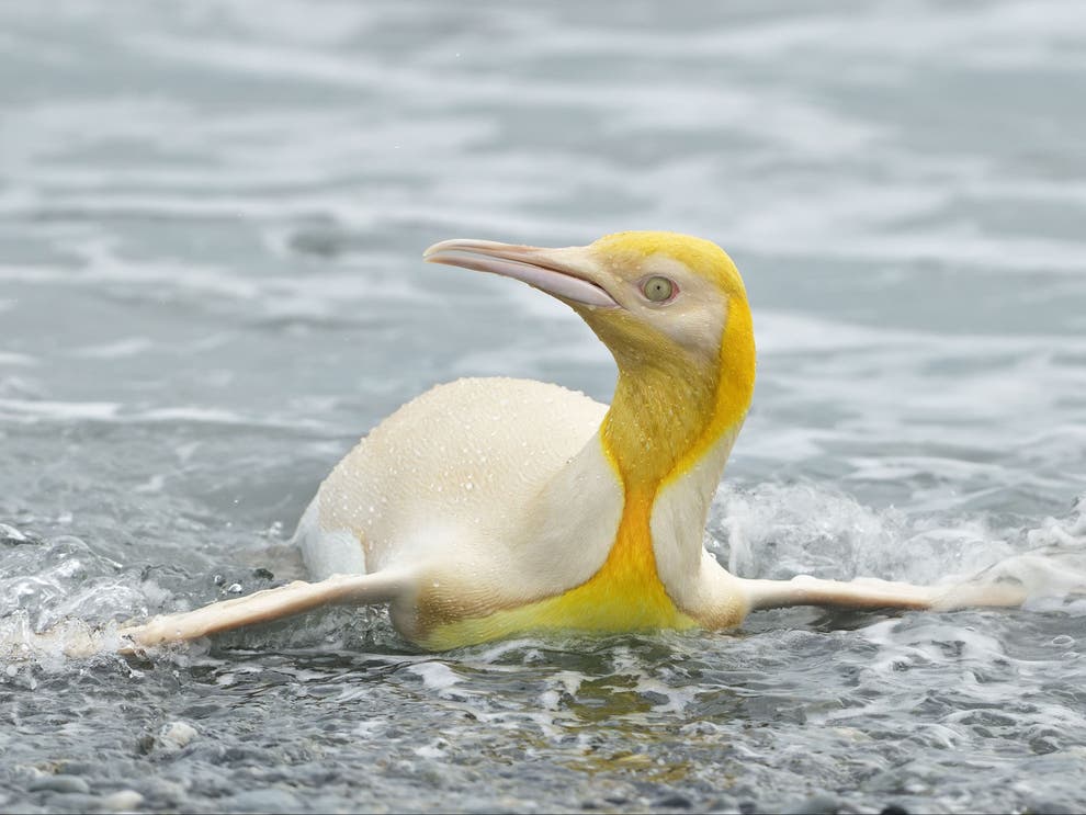 yellow penguin