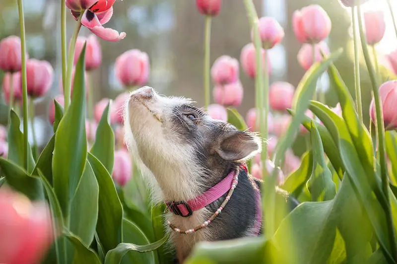 pig in pink tulips