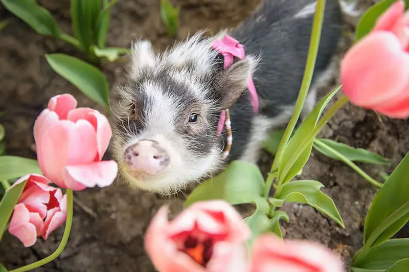 pig in pink tulips