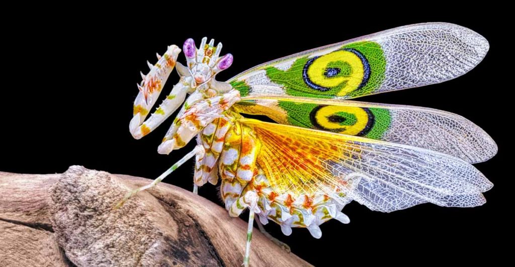 Woman Shares Photos of an Amazing Flower-Like Bug That Looks like A Work of Art - Featured image
