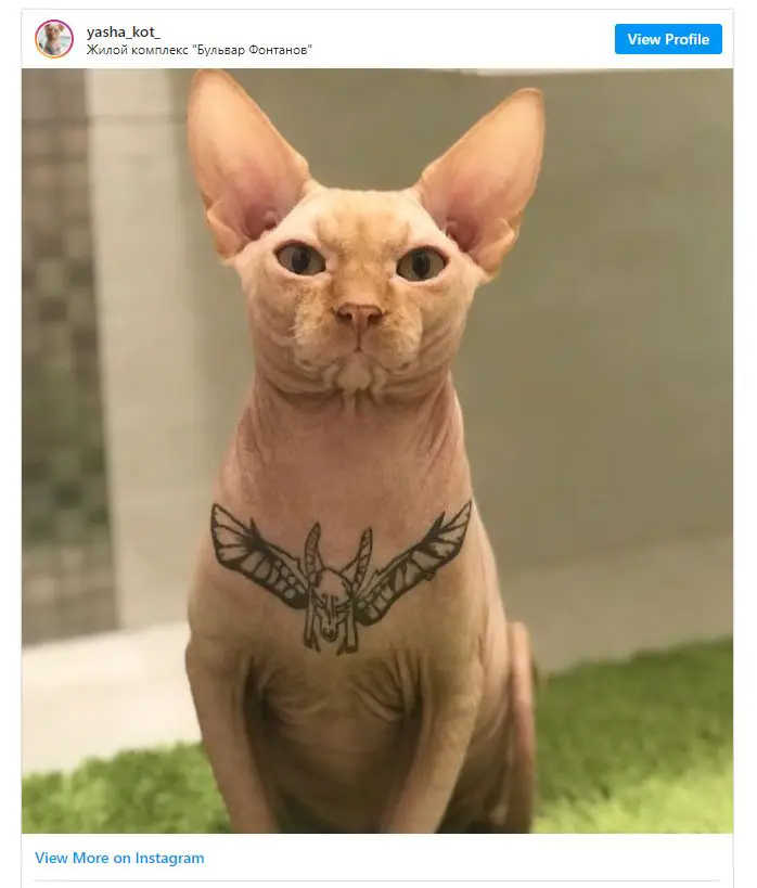 woman who tattooed her cat