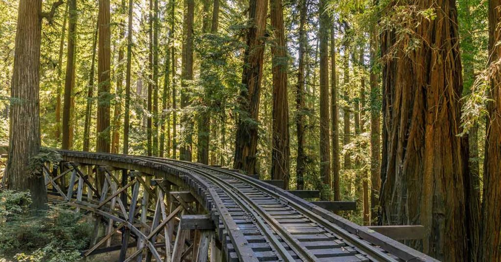 You Can Pedal Through The Redwood Forest On Rail Bikes In California – and it’s Gorgeous - Featured image