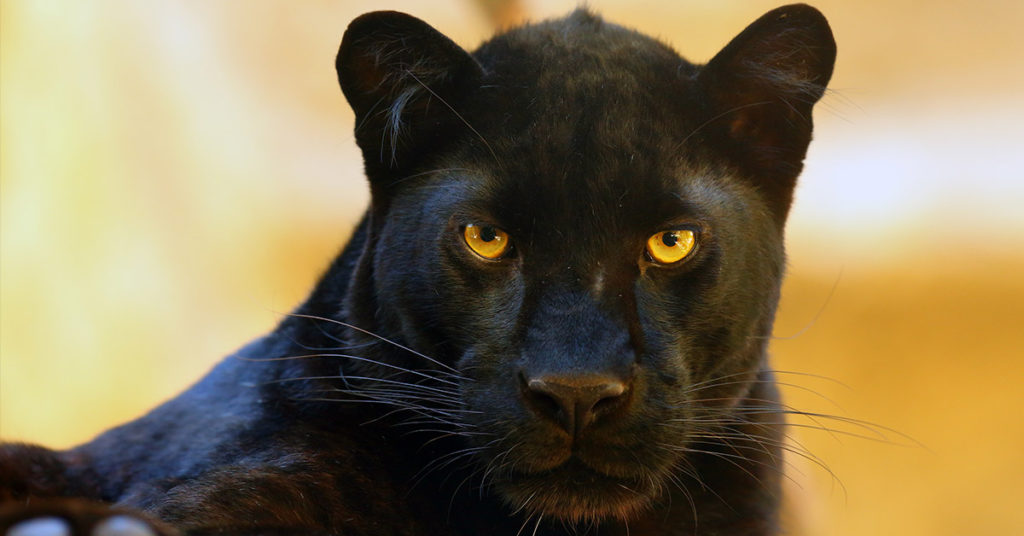 Rare Wild Black Leopard Photographed For The First Time In Over A Century - Featured image