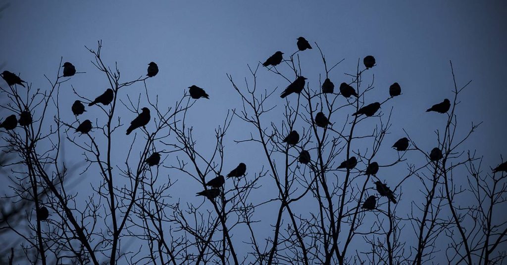 Woman Shares How Feeding And Creating An ‘Army Of Crows’ Near Her House Possibly Saved This Neighbor’s Life - Featured image
