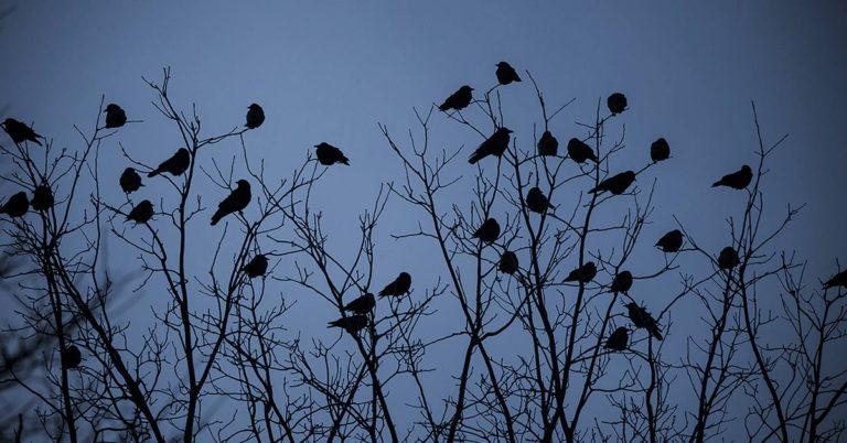 Woman Shares How Feeding And Creating An ‘Army Of Crows’ Near Her House Possibly Saved This Neighbor’s Life - Featured image