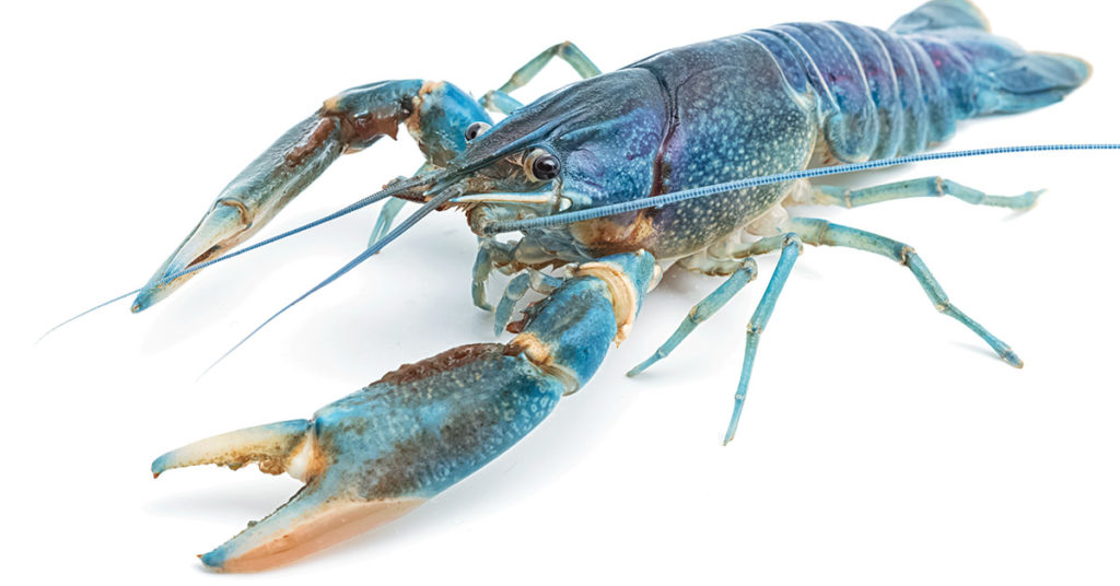 Fisherman Catches Rare Cotton Candy Lobster — And Decides To Spare His Life - Featured image