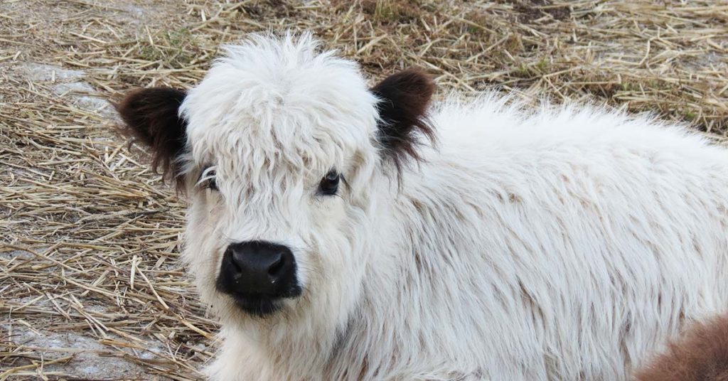 There Are Fluffy Miniature Cows You Can Own As A Pet And They Are Adorable - Featured image
