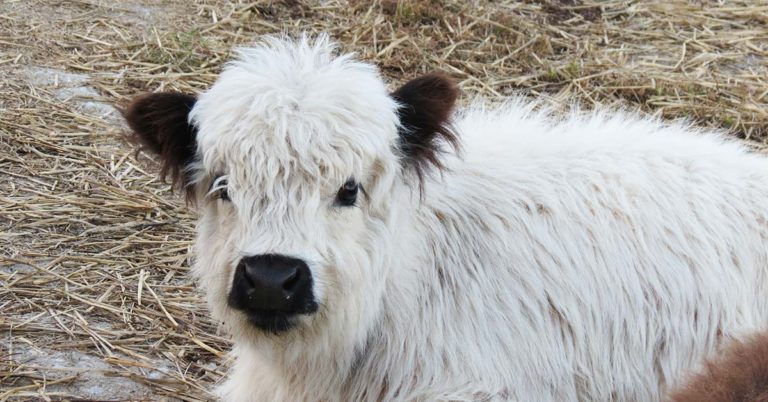 There Are Fluffy Miniature Cows You Can Own As A Pet And They Are Adorable - Featured image