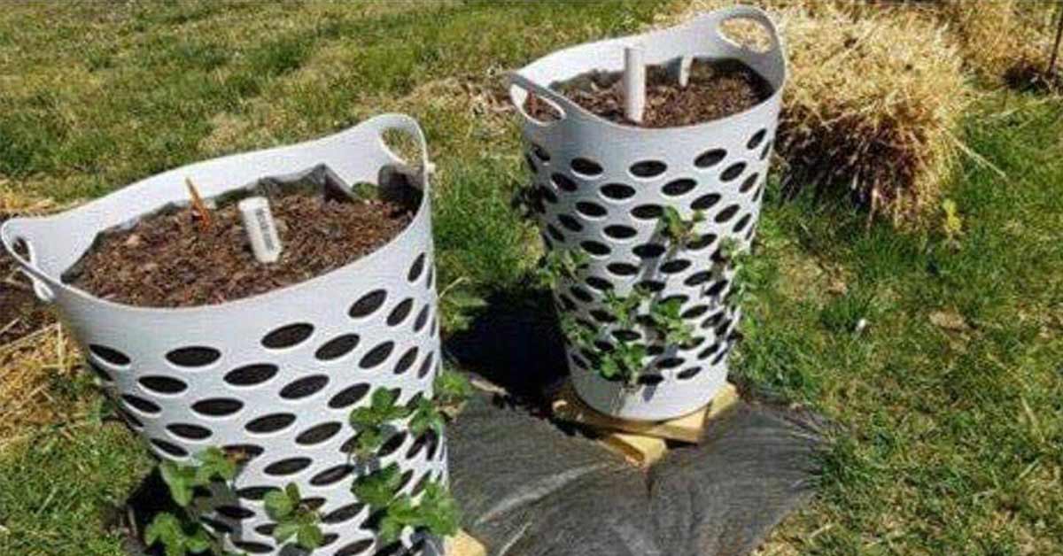 People Are Using Dollar Store Laundry Baskets As Strawberry Planters ...