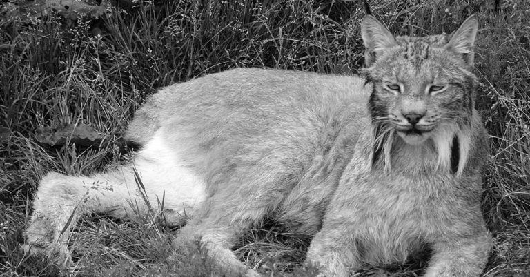 Gorgeous Wild Cat Turns Heads As She Casually Struts Down Street - Featured image