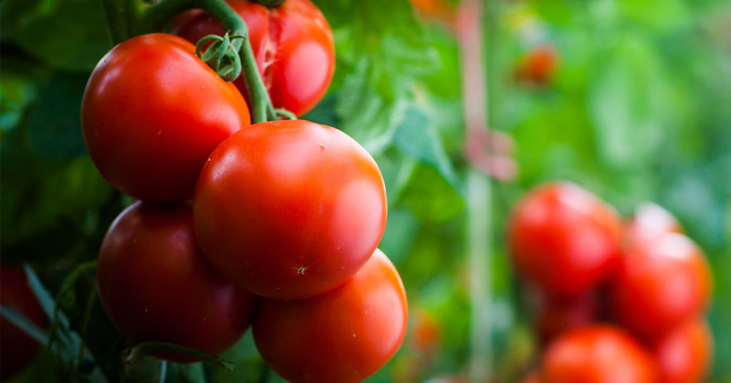 Put These 8 Things in Your TOMATO Planting Hole For The Best Tomatoes Ever - Featured image