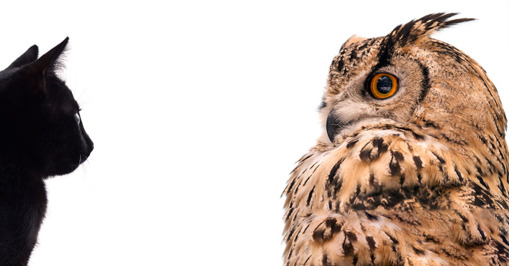 Find the Cat That’s Hiding Among These Owls - Featured image