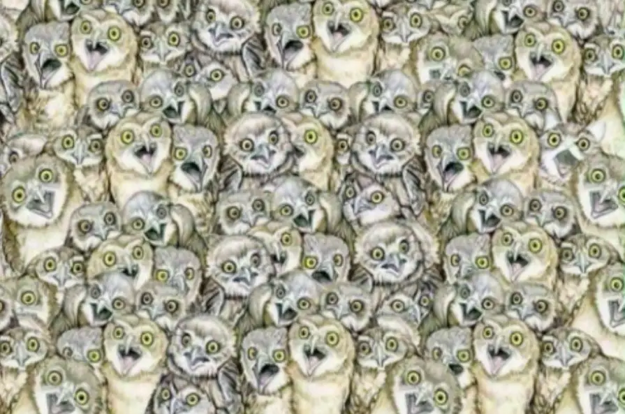 Find that cat in a picture full of owls. 