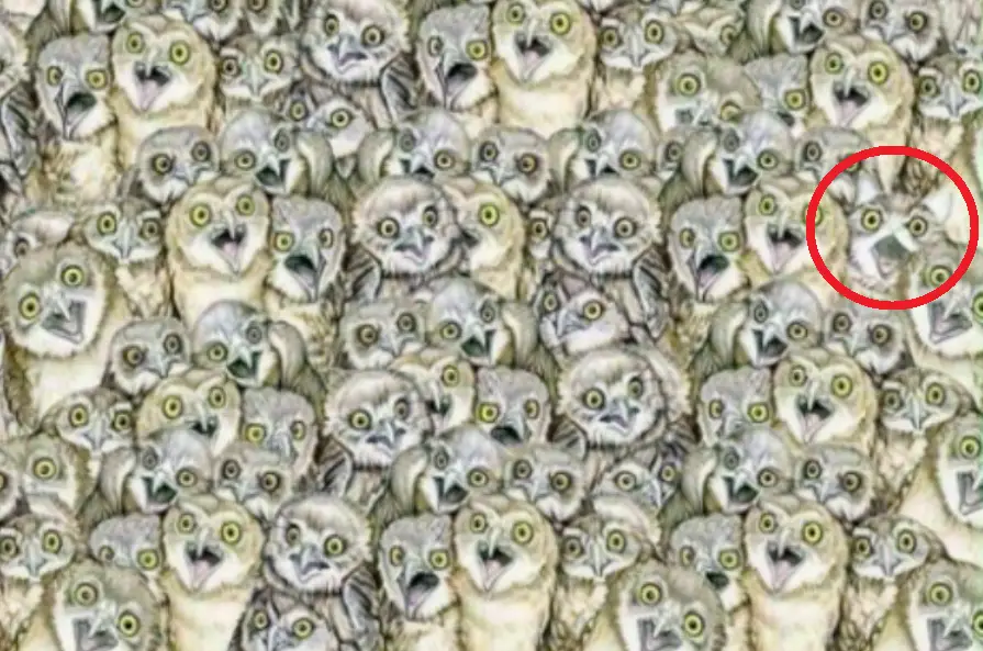 Find the cat in a picture full of owls. The answer is circled in red. 